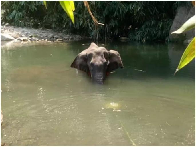 Kerala Elephant Death: Two NGO Announce One Lakh 50 Thousand Reward For inform abour killer | Kerala Pregnant Elephant Death:..तर ‘त्यांना’ दीड लाखांचे बक्षीस देणार; हत्तीणीच्या मृत्यूनंतर वन्यप्राणी संघटनेचं आवाहन Kerala Elephant Death: Two NGO Announce One Lakh 50 Thousand Reward For inform abour killer | Kerala Pregnant Elephant Death:..तर ‘त्यांना’ दीड लाखांचे बक्षीस देणार; हत्तीणीच्या मृत्यूनंतर वन्यप्राणी संघटनेचं आवाहन