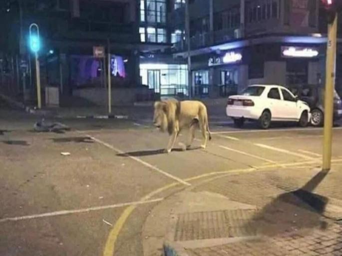Coronavirus: Russia has unleashed lions on streets to enforce Corona lockdown fact check pnm | Coronavirus: लोकांनी घराबाहेर पडू नये यासाठी रशियाने सोडले रस्त्यावर ८०० सिंह आणि वाघ? जाणून घ्या सत्य Coronavirus: Russia has unleashed lions on streets to enforce Corona lockdown fact check pnm | Coronavirus: लोकांनी घराबाहेर पडू नये यासाठी रशियाने सोडले रस्त्यावर ८०० सिंह आणि वाघ? जाणून घ्या सत्य