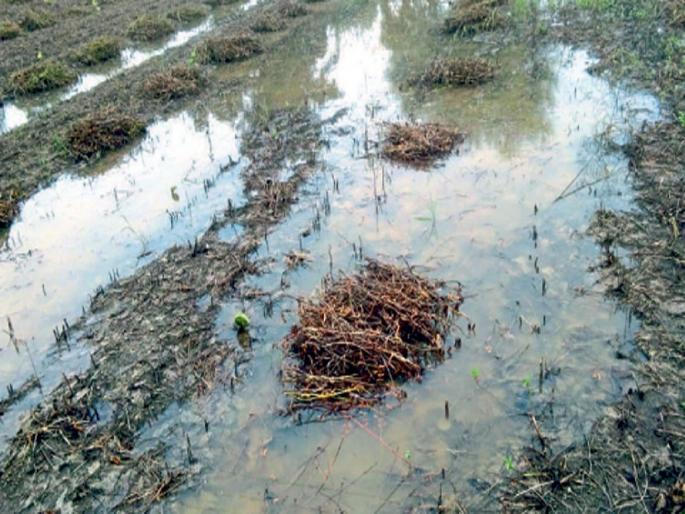 The rain of return rain! Five killed in lightning strike | परतीच्या पावसाचा तडाखा! वीज पडून पाच जण ठार, खरिपातील उभी पिके जमीनदोस्त The rain of return rain! Five killed in lightning strike | परतीच्या पावसाचा तडाखा! वीज पडून पाच जण ठार, खरिपातील उभी पिके जमीनदोस्त