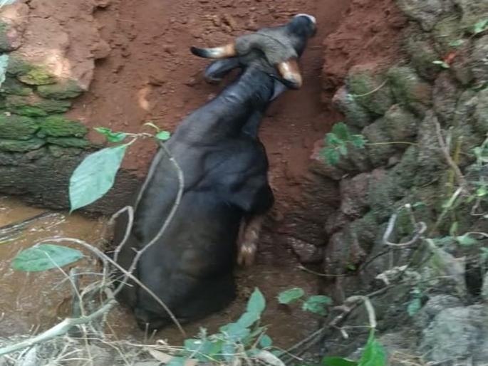 Lives in a village lying in Ratnagiri well | रत्नागिरीत विहिरीत पडलेल्या गव्याला जीवदान