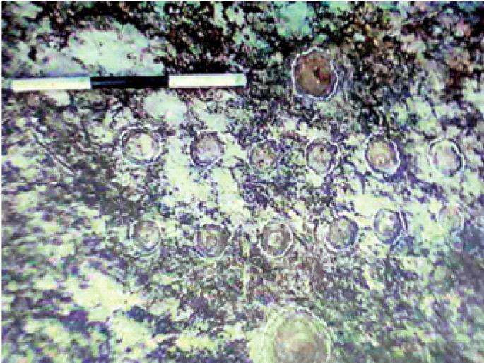 Remains of a game of Greek and Egyptian merchants were found in Nagpur | ग्रीक, इजिप्तच्या व्यापाऱ्यांच्या खेळाचे अवशेष सापडले नागपुरात