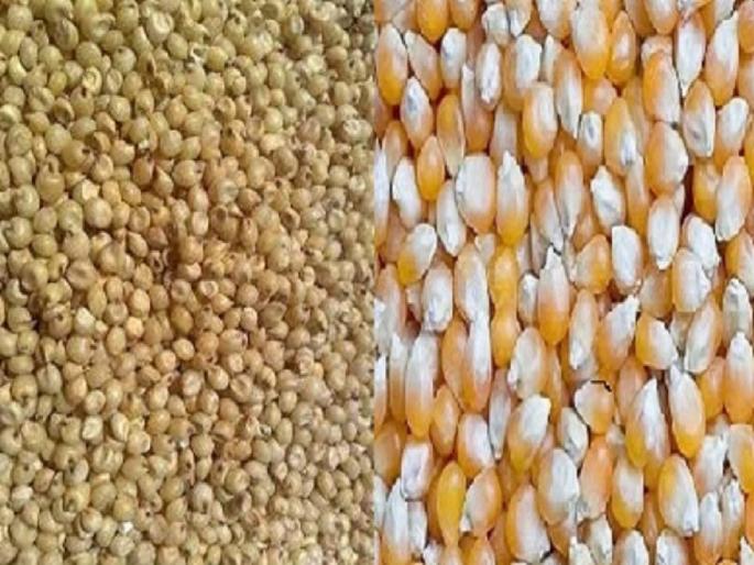Significant increase in purchases of maize, sorghum and millet; Relief to farmers in the state | मका,ज्वारी आणि बाजरी खरेदीत लक्षणीय वाढ; राज्यातील शेतकऱ्यांना दिलासा Significant increase in purchases of maize, sorghum and millet; Relief to farmers in the state | मका,ज्वारी आणि बाजरी खरेदीत लक्षणीय वाढ; राज्यातील शेतकऱ्यांना दिलासा