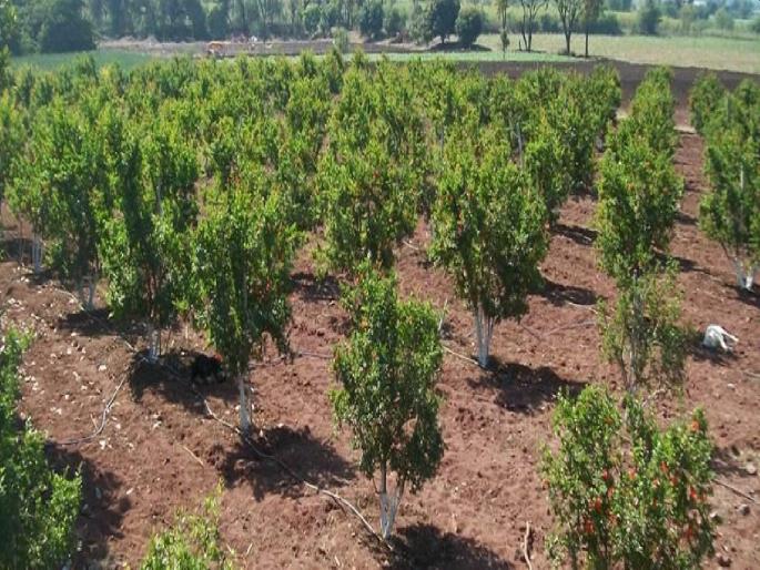 Palghar first in fruit crop cultivation; Planting of one lakh cuttings near cashew | फळपीक लागवडीत पालघर प्रथम; काजूच्या जवळपास दाेन लाख कलमांची लागवड Palghar first in fruit crop cultivation; Planting of one lakh cuttings near cashew | फळपीक लागवडीत पालघर प्रथम; काजूच्या जवळपास दाेन लाख कलमांची लागवड