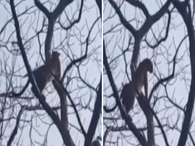 In the battle of 2 tigers, leopards entry and he got stuck in a tree for 7 hours at Bandhavgarh Tiger Reserve | थरारक प्रसंग! २ वाघिणींच्या लढाईत बिबट्या मध्ये पडला अन् ७ तास झाडावरच अडकला