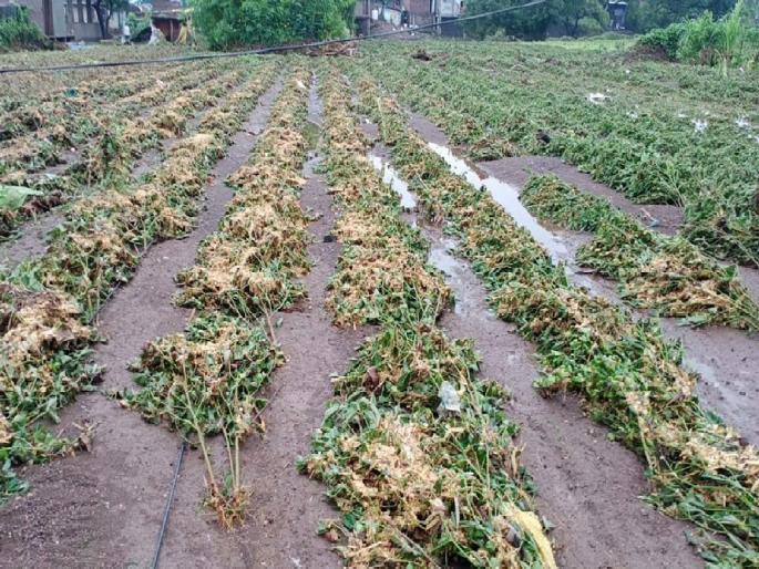 Rain Update: Heavy rains hit the state; Soybeans fell asleep, trumpets were thrown, rice was also destroyed | Rain Update: राज्याला अतिवृष्टीचा जोरदार तडाखा; सोयाबीन झोपले, तूरीने टाकली मान, भातही मातीमोल Rain Update: Heavy rains hit the state; Soybeans fell asleep, trumpets were thrown, rice was also destroyed | Rain Update: राज्याला अतिवृष्टीचा जोरदार तडाखा; सोयाबीन झोपले, तूरीने टाकली मान, भातही मातीमोल