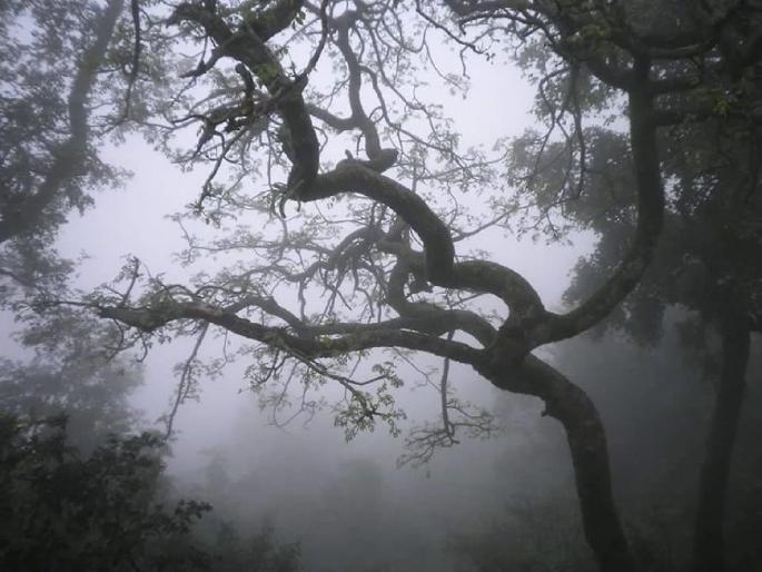 Jungle safaris, immersion in the joy of rain trips; Rain tourism banned this year | जंगल सफारी, वर्षा सहलींच्या आनंदावर विरजण; यंदा पावसाळी पर्यटनावर बंदी