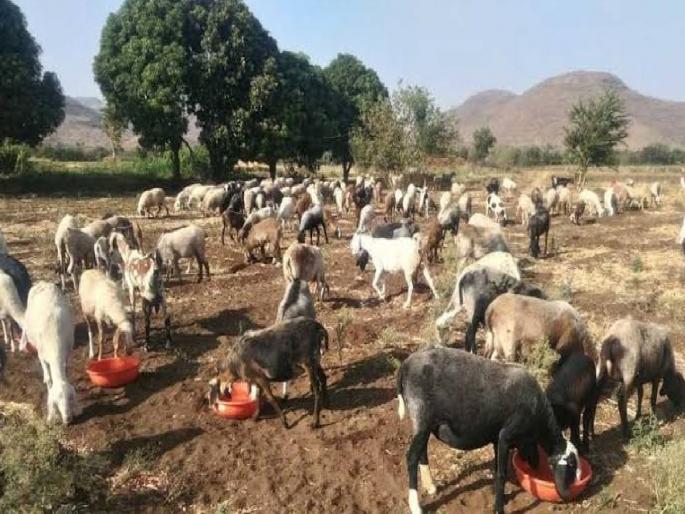 Coronavirus: Shepherd infected with coronavirus; Quarantined goats and sheep | Coronavirus: मेंढपाळाला झाली कोरोना व्हायरसची लागण; शेळ्या-मेंढ्यांना क्वारंटाइन केलं Coronavirus: Shepherd infected with coronavirus; Quarantined goats and sheep | Coronavirus: मेंढपाळाला झाली कोरोना व्हायरसची लागण; शेळ्या-मेंढ्यांना क्वारंटाइन केलं