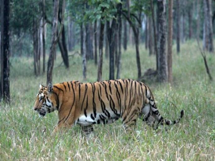 The number of tigers in unprotected areas in the state has increased, with half the number of tigers in unprotected areas than in protected areas | राज्यात असंरक्षित क्षेत्रात वाघांची संख्या वाढली, संरक्षित क्षेत्रापेक्षा निम्मे वाघ असंरक्षित क्षेत्रात The number of tigers in unprotected areas in the state has increased, with half the number of tigers in unprotected areas than in protected areas | राज्यात असंरक्षित क्षेत्रात वाघांची संख्या वाढली, संरक्षित क्षेत्रापेक्षा निम्मे वाघ असंरक्षित क्षेत्रात
