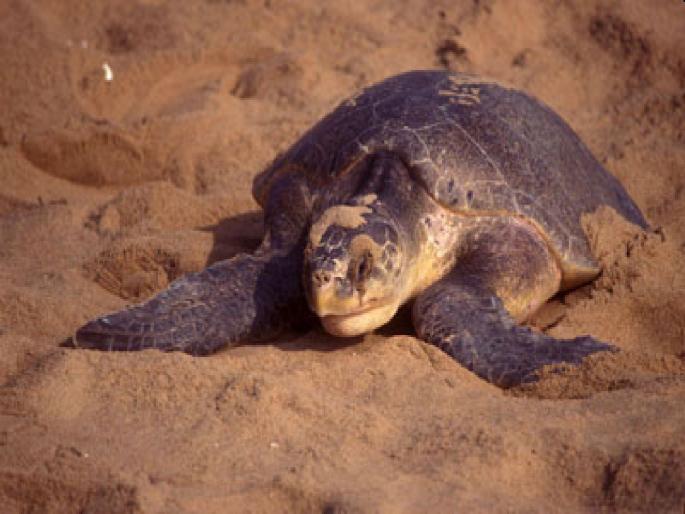 Rare turtles, life-giving to various species of fish; Response from fishermen for compensation | दुर्मीळ कासवे, माशांच्या विविध प्रजातींना जीवनदान; नुकसानभरपाई मिळाल्याने मच्छीमारांकडून प्रतिसाद Rare turtles, life-giving to various species of fish; Response from fishermen for compensation | दुर्मीळ कासवे, माशांच्या विविध प्रजातींना जीवनदान; नुकसानभरपाई मिळाल्याने मच्छीमारांकडून प्रतिसाद