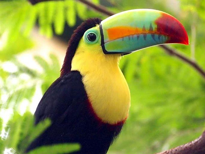 rare toucan bird pair found on bangladesh border priced rs 15 lakh | बांगलादेश सीमेजवळ सापडले दुर्मिळ पक्षी, एका जोडीची किंमत तब्बल 15 लाख रुपये rare toucan bird pair found on bangladesh border priced rs 15 lakh | बांगलादेश सीमेजवळ सापडले दुर्मिळ पक्षी, एका जोडीची किंमत तब्बल 15 लाख रुपये