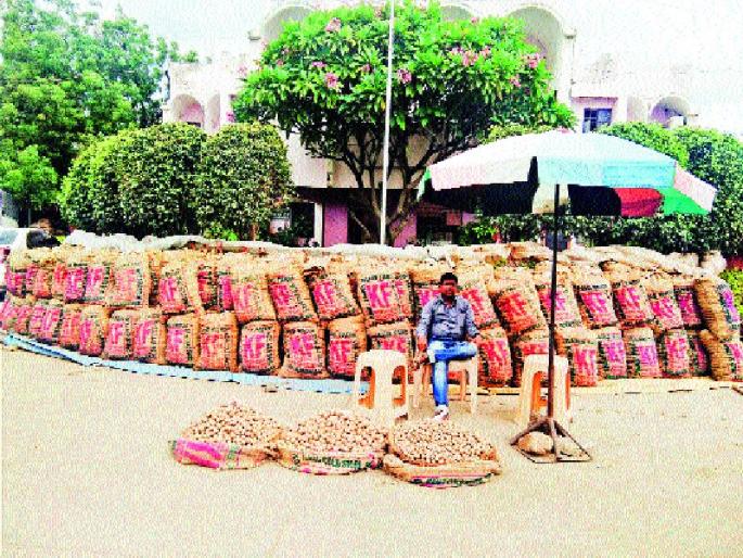 Potato varieties of rabbits languish in the market, less than the market price, so far only 58 truck vans are sold | रब्बीतील बटाटा वाण सडले, बाजारभाव कमी , आतापर्यंत केवळ ५८ ट्रक वाणाची विक्री Potato varieties of rabbits languish in the market, less than the market price, so far only 58 truck vans are sold | रब्बीतील बटाटा वाण सडले, बाजारभाव कमी , आतापर्यंत केवळ ५८ ट्रक वाणाची विक्री