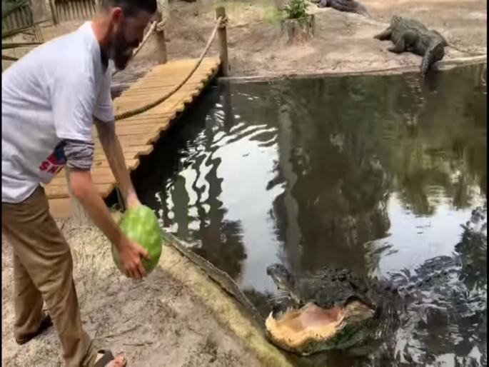 Florida st augustine man throws watermelon in alligator s open jaws viral video | VIDEO : मगरीने जबडा उघडताच माणसाने कलिंगड टाकलं आणि मग... Florida st augustine man throws watermelon in alligator s open jaws viral video | VIDEO : मगरीने जबडा उघडताच माणसाने कलिंगड टाकलं आणि मग...