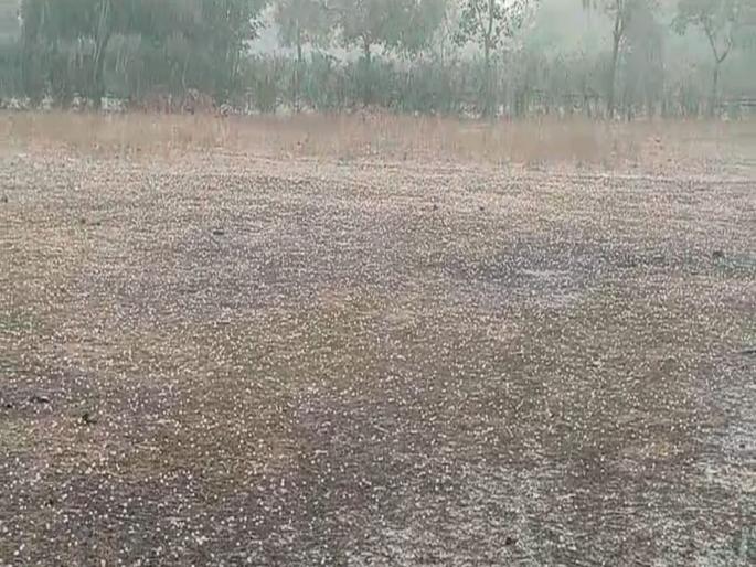 Again the round of the unseasonal rain; Now even the rabbi is in danger | पुन्हा अवकाळीचा फेरा; आता रब्बीलाही धोका Again the round of the unseasonal rain; Now even the rabbi is in danger | पुन्हा अवकाळीचा फेरा; आता रब्बीलाही धोका