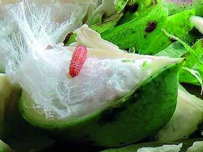 Crisis on cotton after rain break; Pink bollworm threatens 1 lakh 94 thousand hectares of cotton | पावसाच्या खंडानंतर कपाशीवर संकट; गुलाबी बोंडअळीने १ लाख ९४ हजार हेक्टरवरील कपाशी धोक्यात  Crisis on cotton after rain break; Pink bollworm threatens 1 lakh 94 thousand hectares of cotton | पावसाच्या खंडानंतर कपाशीवर संकट; गुलाबी बोंडअळीने १ लाख ९४ हजार हेक्टरवरील कपाशी धोक्यात