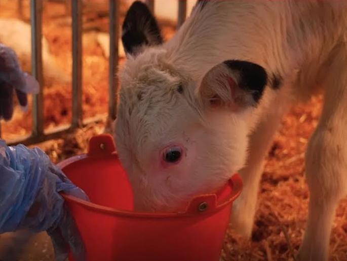 birth of cows that give 140 liters of milk a day | अबब...दिवसाला 140 लीटर दूध देणाऱ्या गाईंचा जन्म; चीनच्या क्लोनिंग तंत्राची किमया birth of cows that give 140 liters of milk a day | अबब...दिवसाला 140 लीटर दूध देणाऱ्या गाईंचा जन्म; चीनच्या क्लोनिंग तंत्राची किमया