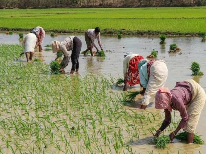 78,000 farmers away from Aadhaar certification | ७८ हजार शेतकरी आधार प्रमाणीकरणापासून दूर; औरंगाबाद जिल्ह्यातील सर्वाधिक १० हजार शेतकरी 78,000 farmers away from Aadhaar certification | ७८ हजार शेतकरी आधार प्रमाणीकरणापासून दूर; औरंगाबाद जिल्ह्यातील सर्वाधिक १० हजार शेतकरी