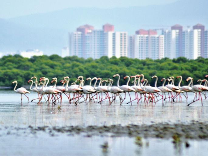 One lakh flamingos came as guests | पाहुणे म्हणून आले एक लाख फ्लेमिंगो One lakh flamingos came as guests | पाहुणे म्हणून आले एक लाख फ्लेमिंगो