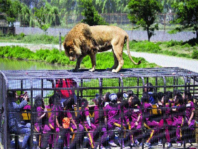 The people in the cage - out of the animals | माणसे पिंज-यात, प्राणी बाहेर  The people in the cage - out of the animals | माणसे पिंज-यात, प्राणी बाहेर