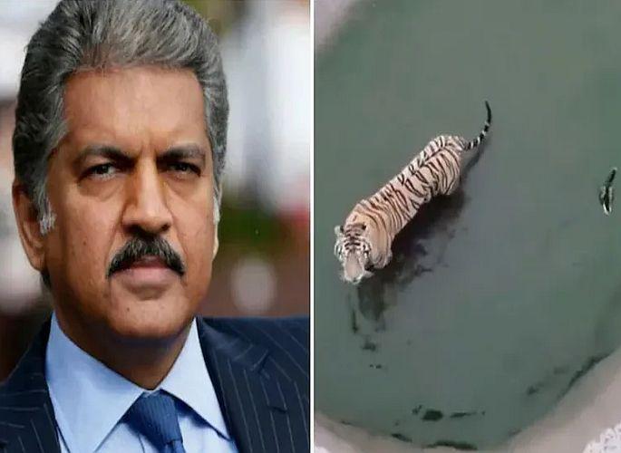 Anand Mahindra share tiger catch the duck video on twitter and tells the important business tricks to the youngers | आनंद महिंद्रांनी शेअर केला वाघ आणि बदकाचा व्हिडिओ; तरुणांना सांगितली 'खास' बिझनेस ट्रिक!