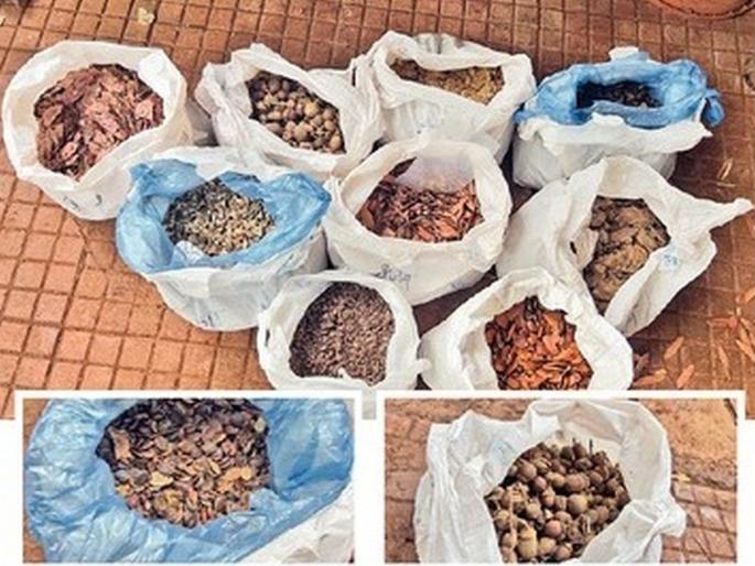 Greenery will grow everywhere, Mumbai will bloom with native trees; Plantation of trees at more than thousand places by the municipality | हिरवळ दाटणार चोहीकडे, मुंबई देशी झाडांनी बहरणार; पालिकेकडून हजाराेंहून अधिक ठिकाणी झाडांचे रोपण Greenery will grow everywhere, Mumbai will bloom with native trees; Plantation of trees at more than thousand places by the municipality | हिरवळ दाटणार चोहीकडे, मुंबई देशी झाडांनी बहरणार; पालिकेकडून हजाराेंहून अधिक ठिकाणी झाडांचे रोपण