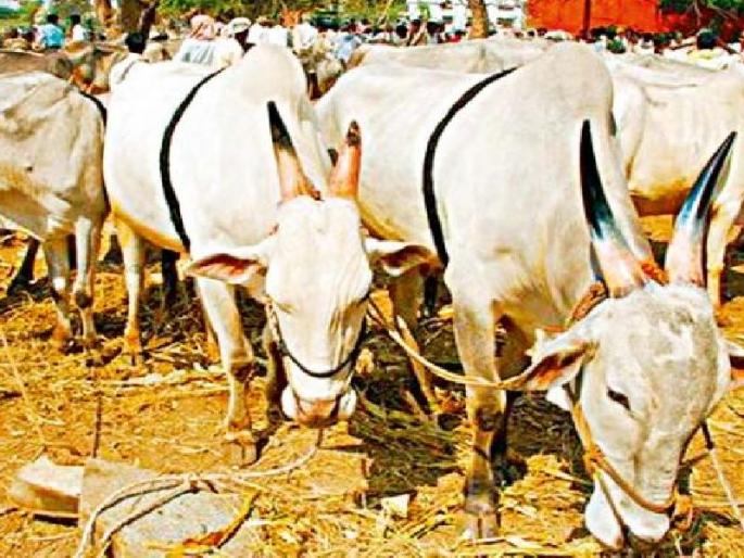 Six murderers named 'Pahle Khan', 'innocent', 'Inhuman' canceled | पहलू खानने नाव घेतलेले सहाही हल्लेखोर ‘निर्दोष’, इनामही रद्द, राजस्थानमधील गोरक्षक हल्ला प्रकरण Six murderers named 'Pahle Khan', 'innocent', 'Inhuman' canceled | पहलू खानने नाव घेतलेले सहाही हल्लेखोर ‘निर्दोष’, इनामही रद्द, राजस्थानमधील गोरक्षक हल्ला प्रकरण