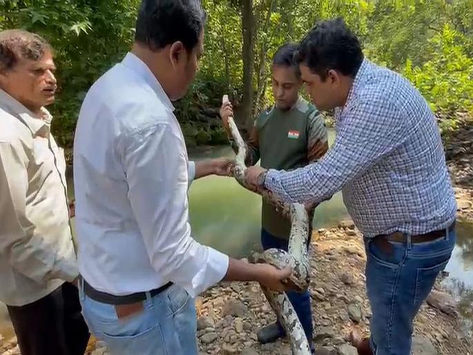 Rescue of an 7-8 feet python trapped in a bird barrier net; know the how the rescue operation was done | पक्षी अवरोधक नेटमध्ये अडकलेल्या 8 फुटांच्या अजगराला जीवदान; असं करण्यात आलं रेस्क्यू ऑपरेशन