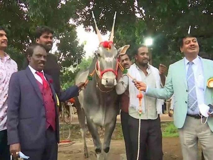 Karnataka Bangalore agriculture fair one crore bull semen one dose price | देशभरात चर्चेत आहे हा 1 कोटी रुपयांचा 'सांड', सीमेनच्या एका डोसची किंमत वाचून व्हाल अवाक...! Karnataka Bangalore agriculture fair one crore bull semen one dose price | देशभरात चर्चेत आहे हा 1 कोटी रुपयांचा 'सांड', सीमेनच्या एका डोसची किंमत वाचून व्हाल अवाक...!