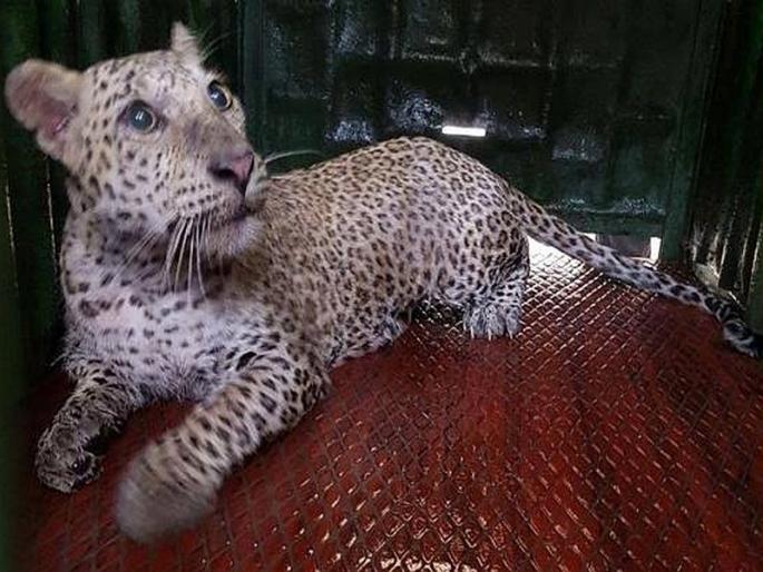 The leopard was finally captured in aarey; Forest department action | आरेत धूमाकूळ घालणारा बिबट्या अखेर जेरबंद; वनखात्याची कारवाई The leopard was finally captured in aarey; Forest department action | आरेत धूमाकूळ घालणारा बिबट्या अखेर जेरबंद; वनखात्याची कारवाई