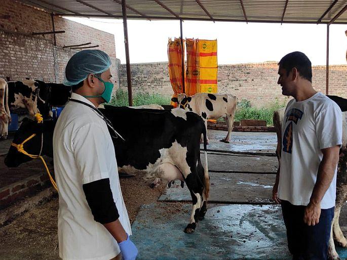 Cricketer MS dhani rates organic tomatoes grown in farm house at 40 rupees and cows milk rs 55 liter | आता टोमॅटोंपासून मालामाल होतोय धोनी, माहीच्या शेतातील टोमॅटो 40 रु. किलो, असा आहे गाईच्या दुधाचा भाव Cricketer MS dhani rates organic tomatoes grown in farm house at 40 rupees and cows milk rs 55 liter | आता टोमॅटोंपासून मालामाल होतोय धोनी, माहीच्या शेतातील टोमॅटो 40 रु. किलो, असा आहे गाईच्या दुधाचा भाव