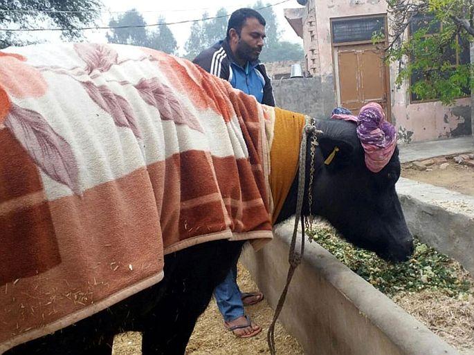 Punjab Buffalo worth rs 51 lakh in machhiwara reality about kisan andolan langar | 51 लाख रुपयांची म्हैस विकून शेतकरी आंदोलनात लंगर लावल्याची होतेय चर्चा; जाणून घ्या, काय आहे सत्य? Punjab Buffalo worth rs 51 lakh in machhiwara reality about kisan andolan langar | 51 लाख रुपयांची म्हैस विकून शेतकरी आंदोलनात लंगर लावल्याची होतेय चर्चा; जाणून घ्या, काय आहे सत्य?