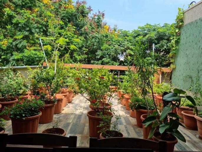 Vriksavalli Amha Soyri on the balcony and roof of the building Municipality's Greening Mumbai initiative | बाल्कनी आणि  इमारतीच्या छतावर वृक्षवल्ली आम्हा सोयरी...; पालिकेचा ग्रीनिंग मुंबई उपक्रम Vriksavalli Amha Soyri on the balcony and roof of the building Municipality's Greening Mumbai initiative | बाल्कनी आणि  इमारतीच्या छतावर वृक्षवल्ली आम्हा सोयरी...; पालिकेचा ग्रीनिंग मुंबई उपक्रम