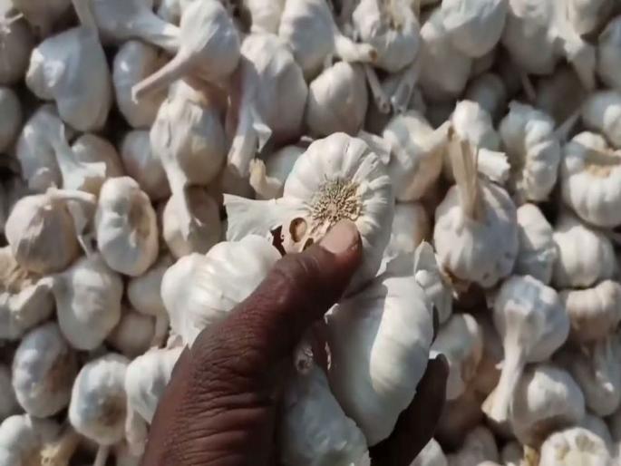 Garlic prices continue to rise; Afghanistan's garlic is also reached in the market committee | लसणाची दरवाढ सुरूच; अफगाणीस्तानचा लसूणही बाजार समितीत दाखल Garlic prices continue to rise; Afghanistan's garlic is also reached in the market committee | लसणाची दरवाढ सुरूच; अफगाणीस्तानचा लसूणही बाजार समितीत दाखल