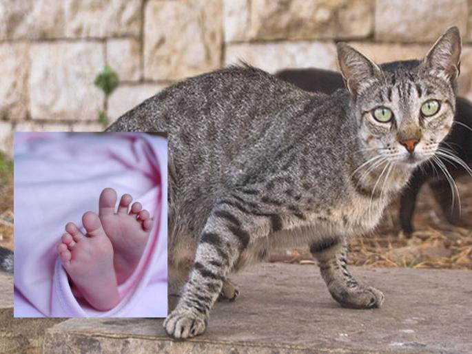 Uttar pradesh The twins were sleeping with the mother the cat picked one up died after falling from roof | आईच्या कुशीत झोपली होती जुळी बाळं, मांजरीनं संधी मिळताच एकाला उचलून नेलं! अन्...