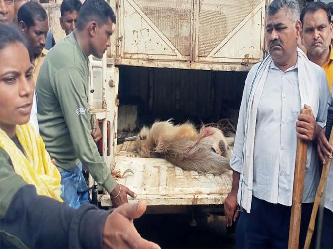 The nuisance monkey was finally jailed at Vadgaon gad | वडगाव गड येथे अखेर उपद्रवी माकड जेरबंद  The nuisance monkey was finally jailed at Vadgaon gad | वडगाव गड येथे अखेर उपद्रवी माकड जेरबंद