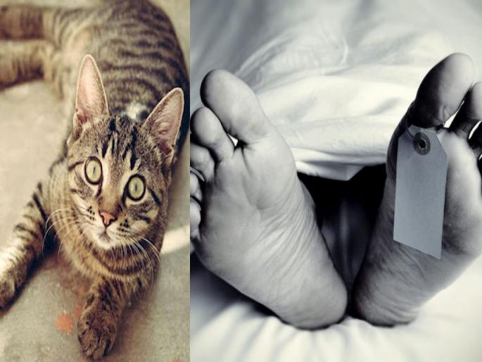 The cat biten; Death of a twelve-year-old child | मांजर चावण्याचं निमित्त झालं; बारा वर्षांच्या चिमुकल्याचा मृत्यू The cat biten; Death of a twelve-year-old child | मांजर चावण्याचं निमित्त झालं; बारा वर्षांच्या चिमुकल्याचा मृत्यू