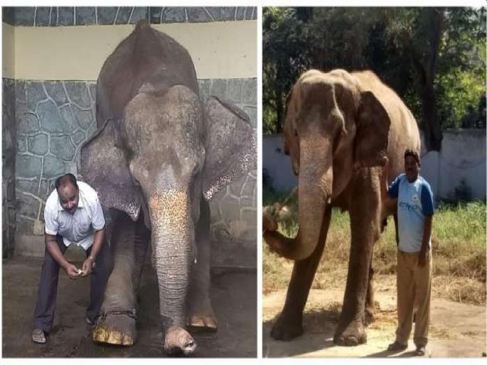 Elephants will no longer be seen in the queen's garden; We have to abide by the decision of the Central Government | राणीच्या बागेत यापुढे दिसणार नाही हत्ती; केंद्र सरकारच्या निर्णयाचं करावं लागणार पालन Elephants will no longer be seen in the queen's garden; We have to abide by the decision of the Central Government | राणीच्या बागेत यापुढे दिसणार नाही हत्ती; केंद्र सरकारच्या निर्णयाचं करावं लागणार पालन