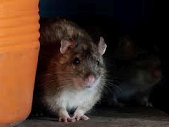 Rats snatched 60 lakhs worth of marijuana, Police's strange claim; The judge said, give evidence | उंदरांनी फस्त केला तब्बल 60 लाखांचा गांजा, पोलिसांचा अजब दावा; न्यायाधीश म्हणाले, पुरावा द्या Rats snatched 60 lakhs worth of marijuana, Police's strange claim; The judge said, give evidence | उंदरांनी फस्त केला तब्बल 60 लाखांचा गांजा, पोलिसांचा अजब दावा; न्यायाधीश म्हणाले, पुरावा द्या