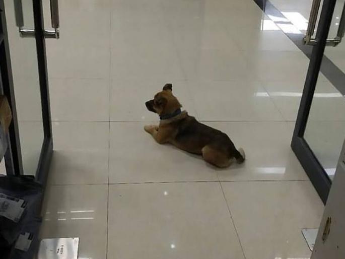 Loyal Dog waiting outside at hospital for his owner, Nagpur Story | तेरी मेहरबानियां! रुग्णालयाबाहेर चकरा मारणाऱ्या कुत्र्याला हुसकावल्यानंतरही गेला नाही, कारण... Loyal Dog waiting outside at hospital for his owner, Nagpur Story | तेरी मेहरबानियां! रुग्णालयाबाहेर चकरा मारणाऱ्या कुत्र्याला हुसकावल्यानंतरही गेला नाही, कारण...