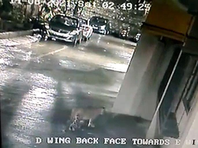 Leopard terror again in New Dindoshi Mhada colony; Panic among citizens | न्यू दिंडोशी म्हाडा वसाहतीत पुन्हा बिबट्याची दहशत; नागरिकांमध्ये घबराट