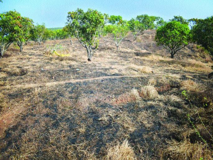 In Srivardhan, the dairy farming business is affected | श्रीवर्धनमध्ये शेतीनुकसानाची दुग्ध व्यवसायाला झळ