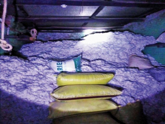 The temperature rises; Due to tin sheets, cotton is in trouble, there is a danger of burning in the house | तापमान वाढले; टीन पत्र्यांमुळे कापूस आला अडचणीत, घरातच पेटण्याचा धोका The temperature rises; Due to tin sheets, cotton is in trouble, there is a danger of burning in the house | तापमान वाढले; टीन पत्र्यांमुळे कापूस आला अडचणीत, घरातच पेटण्याचा धोका