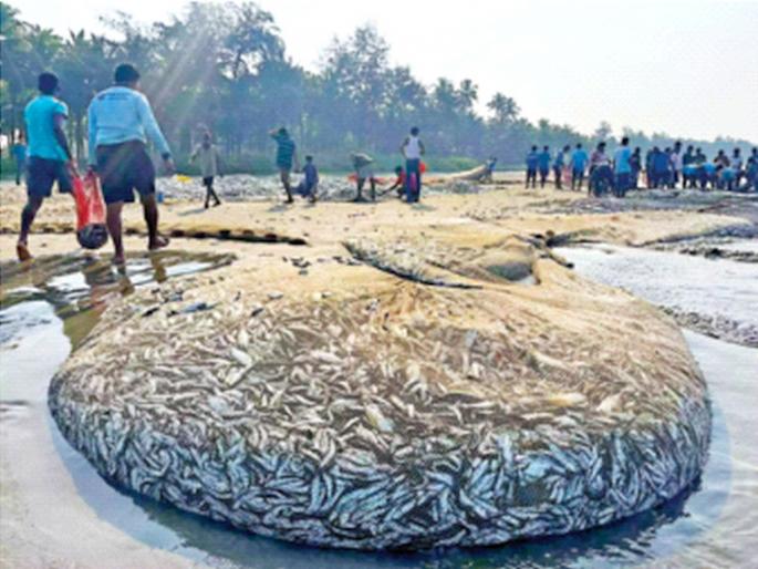 Will there be a bumper this year Intimidation among fishermen; season from today | यंदा बंपर लागणार का? मच्छीमारांत धाकधूक; आजपासून हंगाम Will there be a bumper this year Intimidation among fishermen; season from today | यंदा बंपर लागणार का? मच्छीमारांत धाकधूक; आजपासून हंगाम