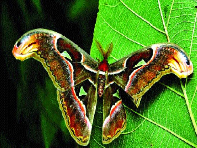 Visiting the rare moth in the Asli forest, opportunities for natural tourism, new dimensions of bird observation, and the study of the crowd | अस्वाली जंगलात दुर्मीळ पतंगाचे दर्शन , नैसर्गिक पर्यटनाची संधी, पक्षी निरीक्षणाला नवा आयाम, अभ्यासकांची होणार गर्दी Visiting the rare moth in the Asli forest, opportunities for natural tourism, new dimensions of bird observation, and the study of the crowd | अस्वाली जंगलात दुर्मीळ पतंगाचे दर्शन , नैसर्गिक पर्यटनाची संधी, पक्षी निरीक्षणाला नवा आयाम, अभ्यासकांची होणार गर्दी