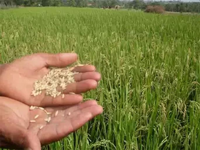 Farmers who sold paddy in Bhiwandi run out of money; In the Sanctity of Farmers' Movement | भिवंडीतील भात विक्री केलेल्या शेतकऱ्यांचे पैसे थकले; शेतकरी आंदोलनाच्या पावित्र्यात Farmers who sold paddy in Bhiwandi run out of money; In the Sanctity of Farmers' Movement | भिवंडीतील भात विक्री केलेल्या शेतकऱ्यांचे पैसे थकले; शेतकरी आंदोलनाच्या पावित्र्यात