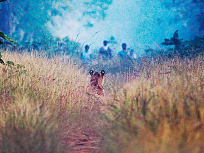 Let the Maya live; But Swati should not be sacrificed either | माया जगावीच; पण स्वातीचाही बळी जाऊ नये! Let the Maya live; But Swati should not be sacrificed either | माया जगावीच; पण स्वातीचाही बळी जाऊ नये!