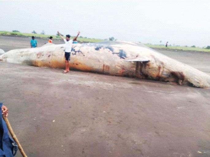 whale fish was found dead on Benapatti beach | बेणापट्टी समुद्रकिनारी महाकाय व्हेल मासा मृतावस्थेत आढळला whale fish was found dead on Benapatti beach | बेणापट्टी समुद्रकिनारी महाकाय व्हेल मासा मृतावस्थेत आढळला