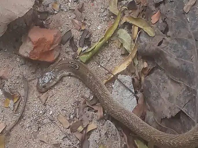 Patna cobra snake lalu prasad yadav rabri devi rjd patna jdu lord shiva bihar | लालू-राबडींच्या निवासस्थानी मारला गेला नाग, राजकारण सुरू; JDU नेत्यानं दिली अशी प्रतिक्रिया Patna cobra snake lalu prasad yadav rabri devi rjd patna jdu lord shiva bihar | लालू-राबडींच्या निवासस्थानी मारला गेला नाग, राजकारण सुरू; JDU नेत्यानं दिली अशी प्रतिक्रिया