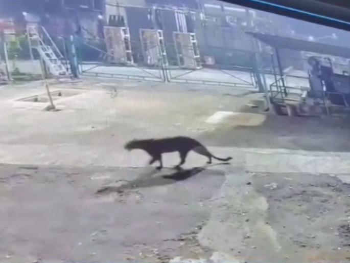 Leopard in Tata Power House near Warap village, leopard caught on CCTV | वरप गावानजीक टाटा पावर हाऊसमध्ये बिबट्याचा वावर, बिबट्या सीसीटीव्हीत कैद Leopard in Tata Power House near Warap village, leopard caught on CCTV | वरप गावानजीक टाटा पावर हाऊसमध्ये बिबट्याचा वावर, बिबट्या सीसीटीव्हीत कैद