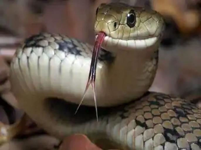 The snake enter the corporator Prabhat patil's house while the meeting | महासभा सुरू असतानाच नगरसेविकेच्या घरात निघाला साप; अग्निशमन दलाने स्वतःचेच आदेश मोडून धाव घेत पकडला