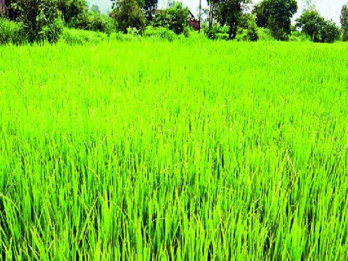 Mowing rice rice, farmers havoc, crisis due to crop failure | मावळातील भातपीक आले धोक्यात, शेतकरी हवालदिल, करपा रोगाच्या प्रादुर्भावामुळे संकट Mowing rice rice, farmers havoc, crisis due to crop failure | मावळातील भातपीक आले धोक्यात, शेतकरी हवालदिल, करपा रोगाच्या प्रादुर्भावामुळे संकट